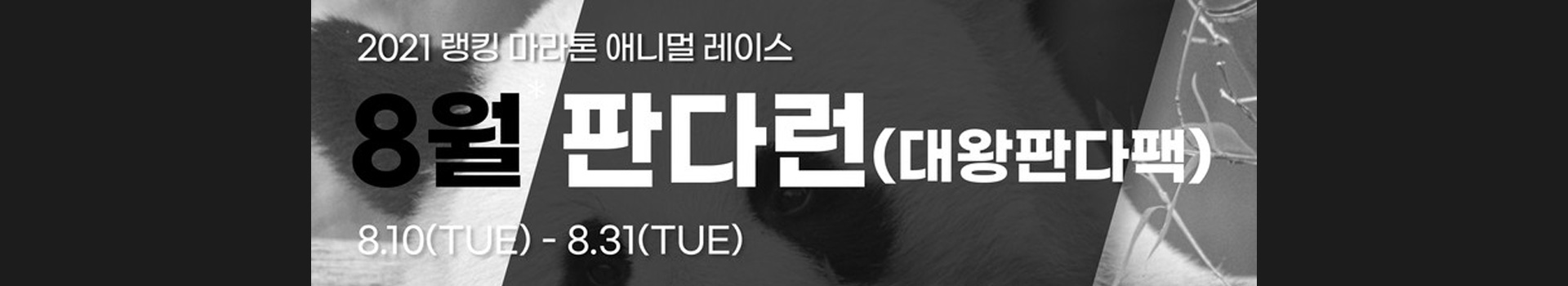 8월 판다런 대표 이미지