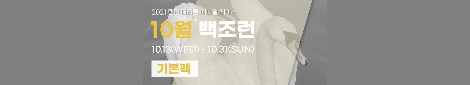 10월 백조런 대표 이미지