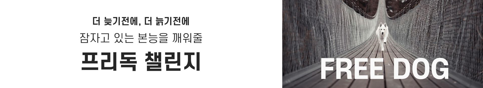 2021 프리독 챌린지  대표 이미지