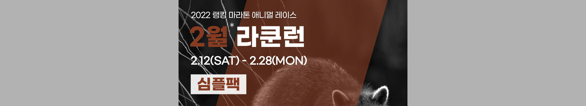 애니멀레이스 2월 라쿤런 - 심플팩 대표 이미지