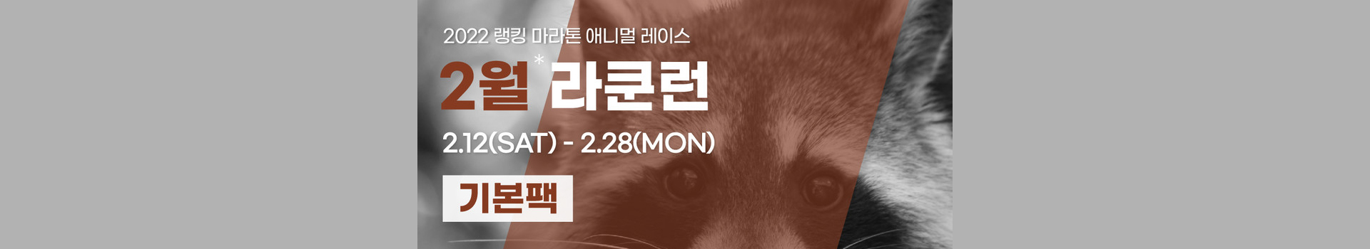 애니멀레이스 2월 라쿤런 - 기본팩 대표 이미지